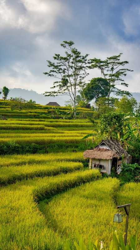 Hình ảnh Gạo Thành Đạt